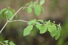 Lonicera xylosteum