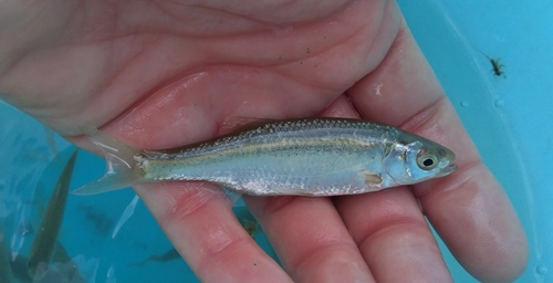 Italian bleak (Alburnus albidus) — Cyprinidae — 2