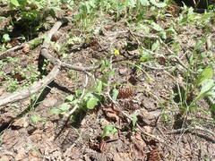 Ranunculus inamoenus