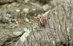 Mburuvicha galianoae