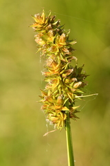 Carex vulpina