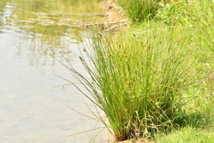 Carex vulpina