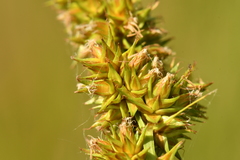Carex vulpina