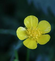 Ranunculus repens