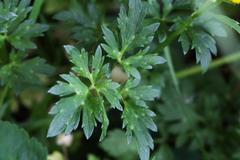 Ranunculus repens