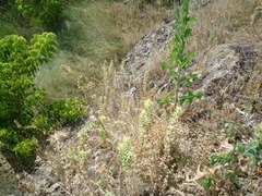 Sideritis montana montana