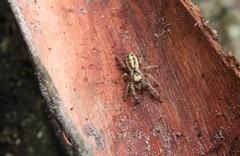 Mburuvicha galianoae