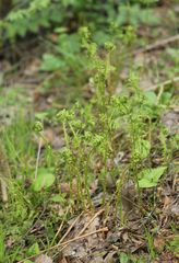 Dryopteris carthusiana