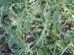 Capsella bursa-pastoris