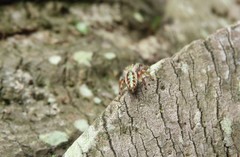 Mburuvicha galianoae