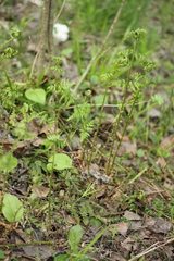 Dryopteris carthusiana