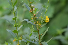 Heimia salicifolia