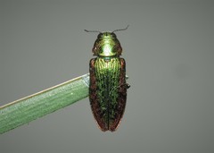 Lamprodila