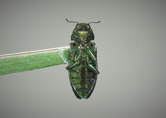 Lamprodila
