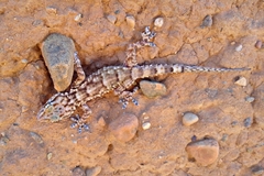 Tarentola boehmei