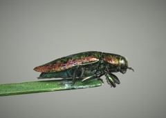 Lamprodila