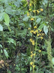 Oncidium sphacelatum