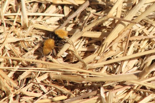 iNaturalist observation photo of Pacific Velvet Ant