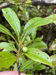 Coprosma dodonaeifolia