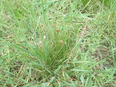 Juncus confusus