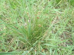 Juncus confusus