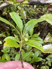 Coprosma dodonaeifolia