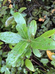 Coprosma dodonaeifolia