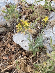 Hypericum lanuginosum