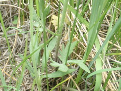 Ranunculus pedatifidus affinis