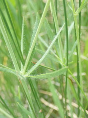 Ranunculus pedatifidus affinis