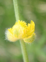Ranunculus pedatifidus affinis