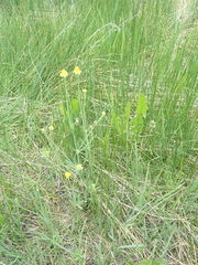 Ranunculus pedatifidus affinis
