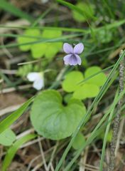 Viola