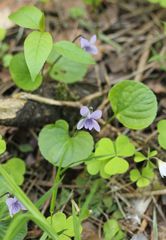 Viola