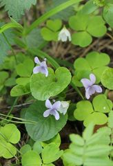 Viola