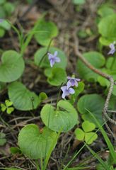 Viola