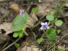 Viola