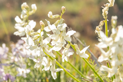 Astragalus leibergii
