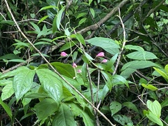 Comparettia falcata