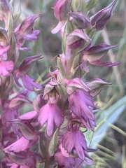 Anacamptis sancta