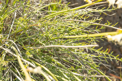 Astragalus leibergii