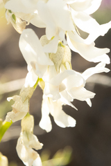 Astragalus leibergii