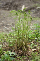 Dryopteris filix-mas