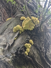 Laetiporus sulphureus