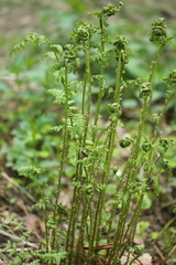 Dryopteris filix-mas