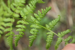 Dryopteris filix-mas