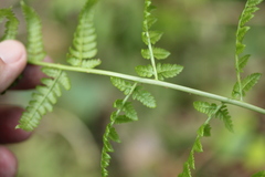 Dryopteris filix-mas
