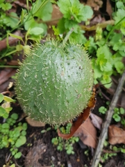 Magnoliopsida