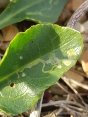 Scrobipalpa ocellatella