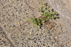 Polycarpon tetraphyllum tetraphyllum